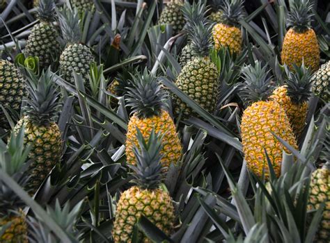 Piña