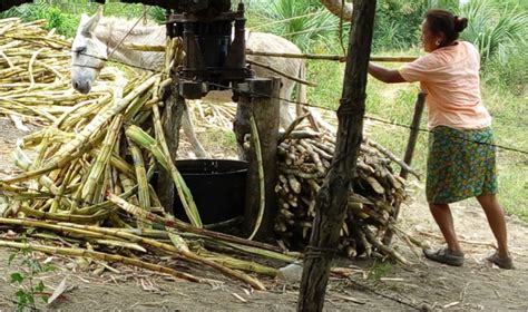 Piloncillo en proceso de elaboración