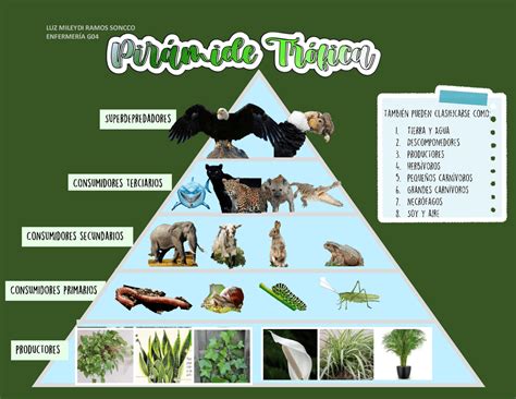 Pirámide Trófica