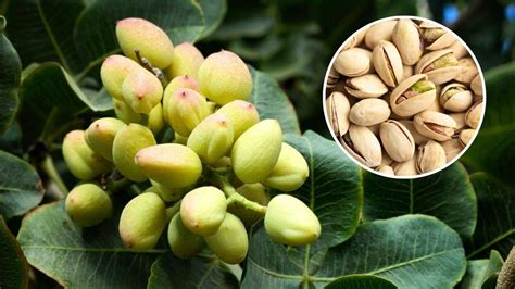 Pistachero con pistachos
