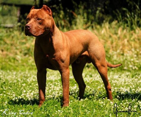 Pitbull adulto