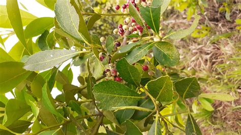 Planta de Yerba Mate