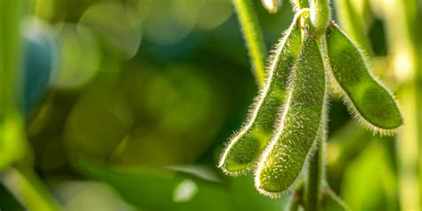 Planta de soja