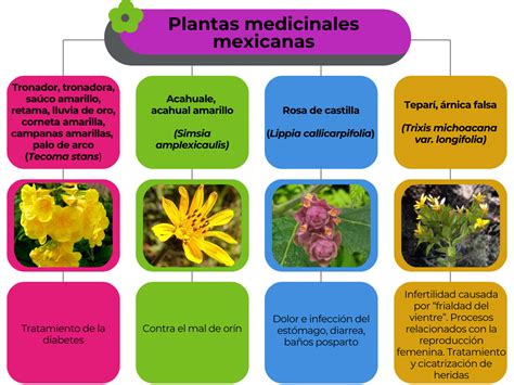 Plantas medicinales