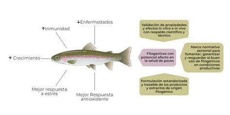 Porcentaje de ingredientes vegetales en dietas de salmónidos en Noruega