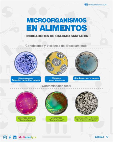 Potencial de ingredientes microbianos en la industria de alimentación para la acuicultura