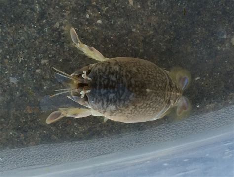 Preparación de Emerita analoga