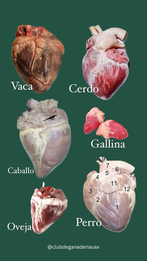 Preparación del Corazón de Vaca