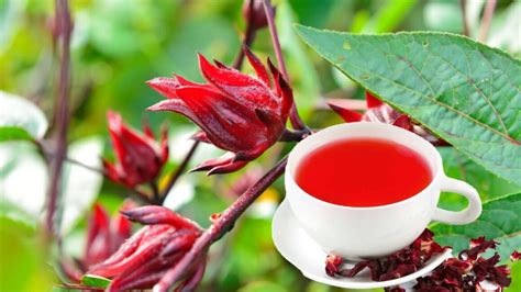Preparación del Té de Jamaica