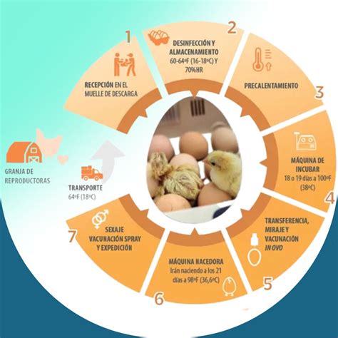 Proceso de Incubación