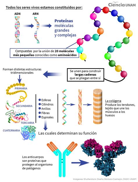 Proteínas