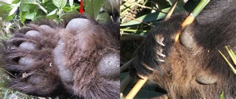 Pseudo Pulgar del Panda Gigante