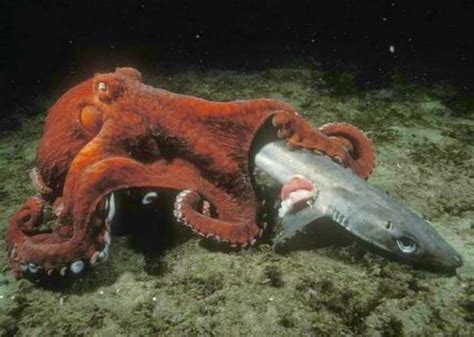 Pulpo cazando