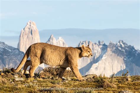 Puma en Parque Nacional Patagonia