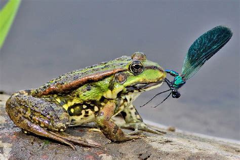 Rana comiendo