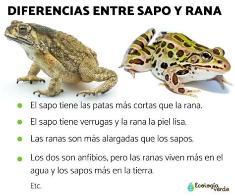 Rana y Sapo