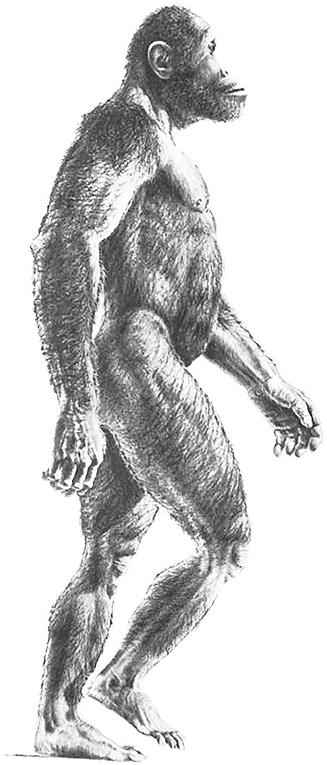 Reconstrucción de un Australopithecus africanus