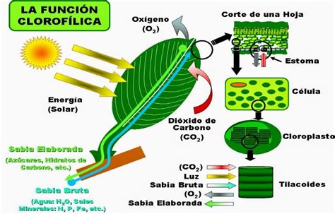 Relación entre fotosíntesis, clorofila y nitrógeno