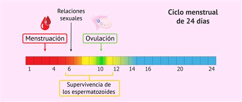 Relaciones sexuales durante la menstruación