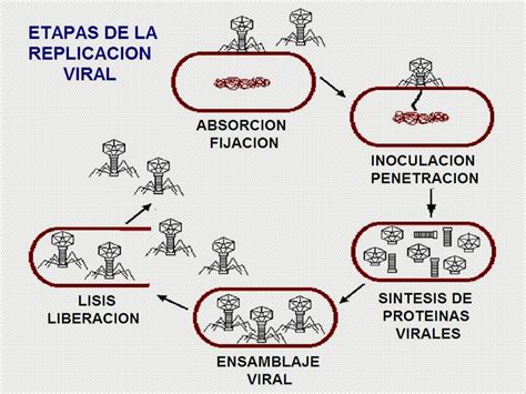Replicación de un virus