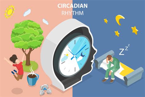 Ritmos Circadianos