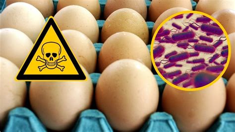 Salmonella en huevos