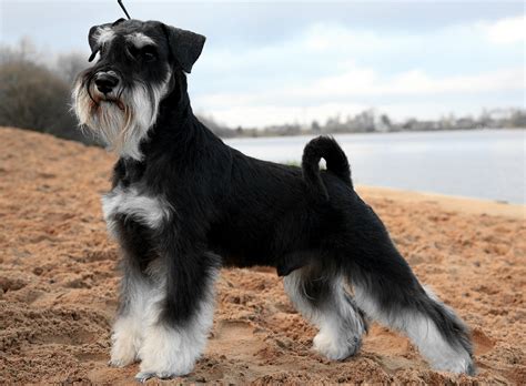 Schnauzer Miniatura