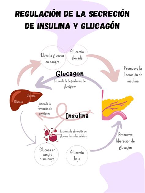 Secreciones Adipocitarias e Insulina