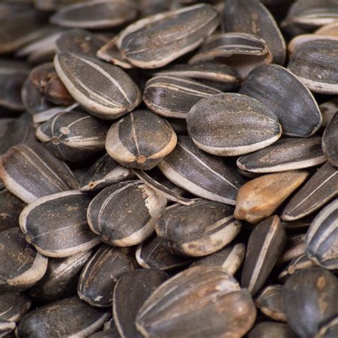 Semillas de maravilla en ensalada