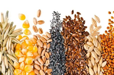 Semillas en la Alimentación