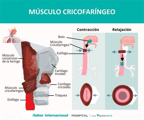 Senos piriformes y Músculo cricofaríngeo