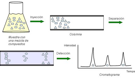 Separación cromatográfica de transportadores biliares