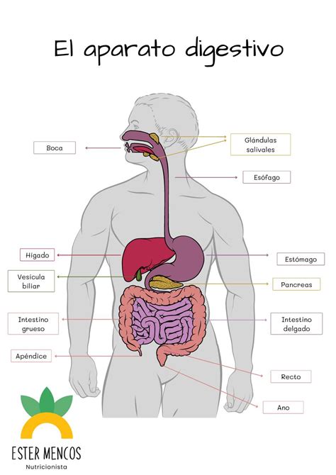 Sistema Digestivo Humano