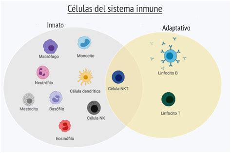 Sistema Inmune