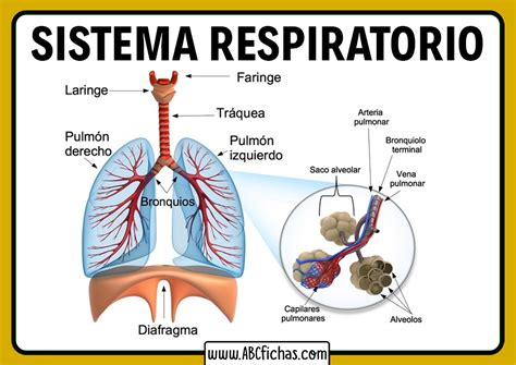 Sistema Respiratorio Humano