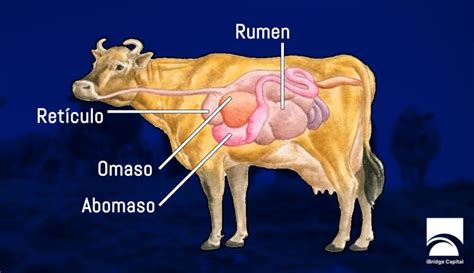 Sistema digestivo de los rumiantes