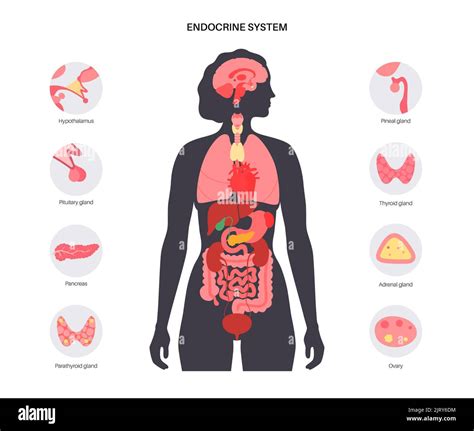 Sistema endocrino