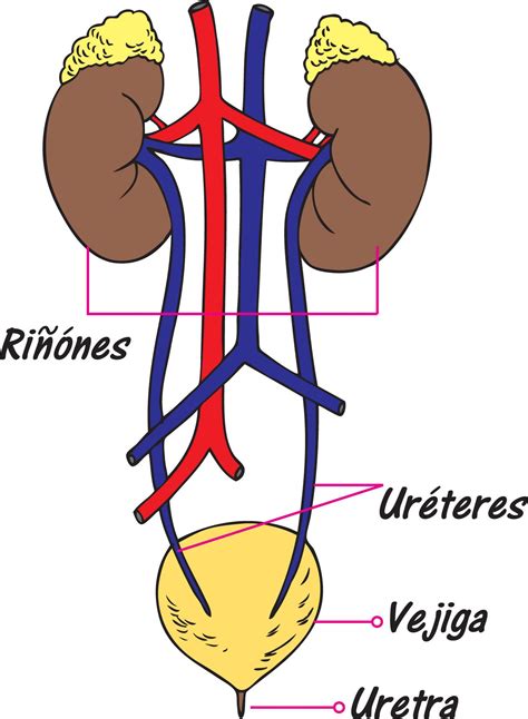Sistema excretor
