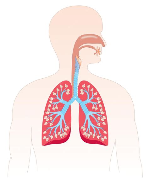 Sistema respiratorio