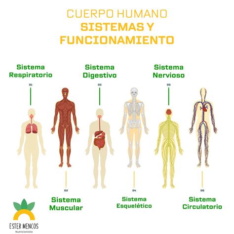 Sistemas del cuerpo humano trabajando juntos