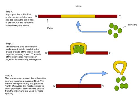 Splicing