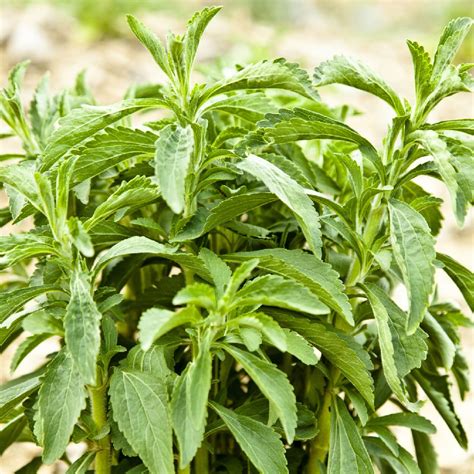 Stevia rebaudiana