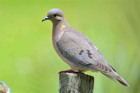 Tórtola Chilena (Zenaida auriculata)