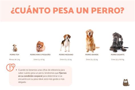 Tabla de alimentación según el peso del perro