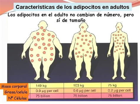 Tamaño de los adipocitos y actividad enzimática