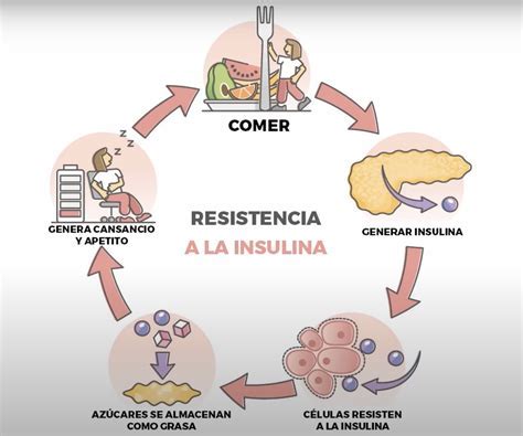 Tejido Graso y Resistencia a la Insulina