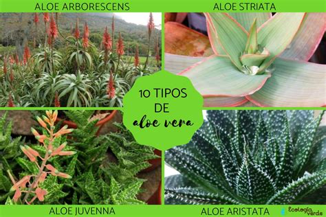 Tipos de Aloe Vera
