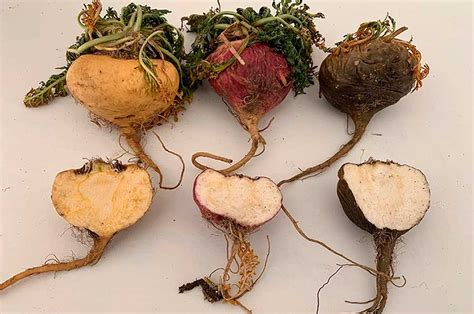 Tipos de Maca