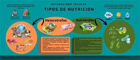 Tipos de Nutrición Celular