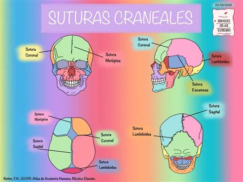 Tipos de Suturas Craneales